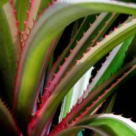 green and pink agave72